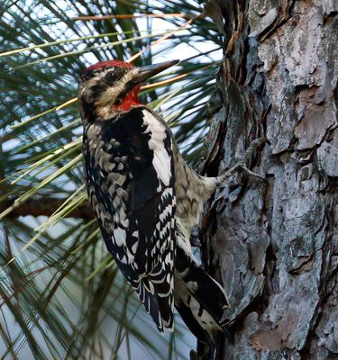 Yellow-bellied Sapsucker 