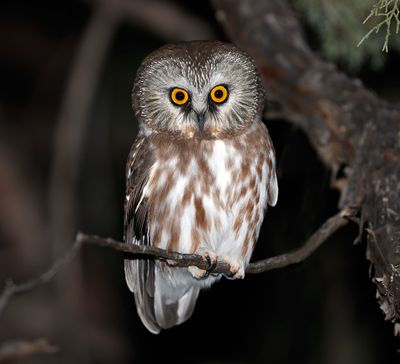 Recent Additions 2025