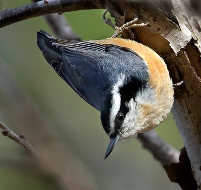 Recent Additions 2025