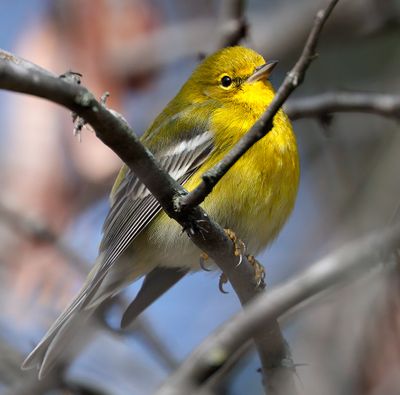 Pine Warbler