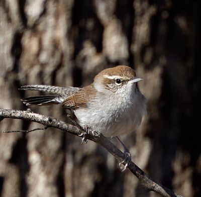 Recent Additions 2025