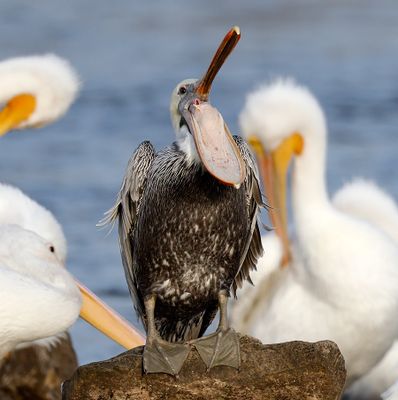 Recent Additions 2025