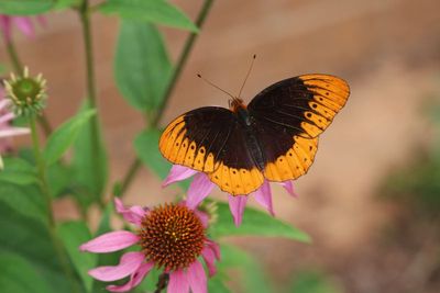 Diana Fritillary