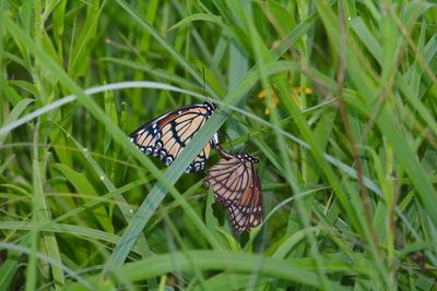 Prairie Acres Lepidoptera