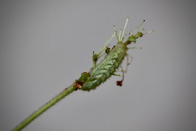 Summer Azure larva