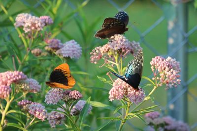 Prairie Acre Butterflies, 2024