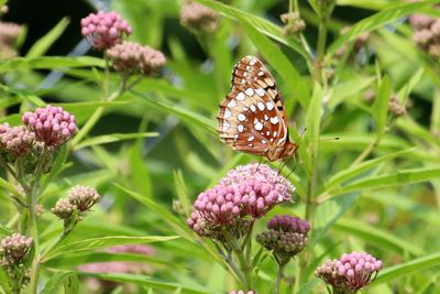 Great Spangled Fritillary