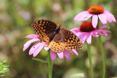 Great Spangled Fritillary