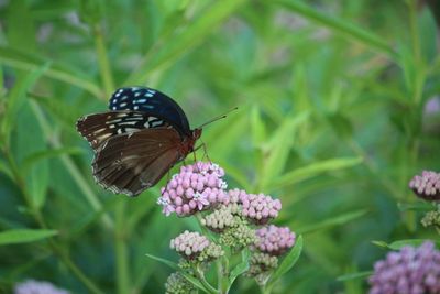 Female Diana Fritillary