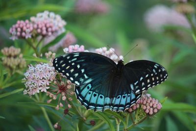 Female Diana Fritillary