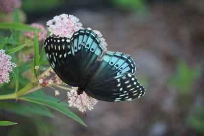 Female Diana Fritillary