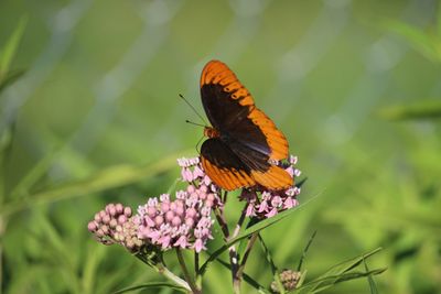 Male Diana Fritillary