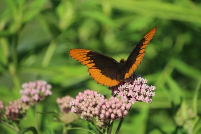 Male Diana Fritillary