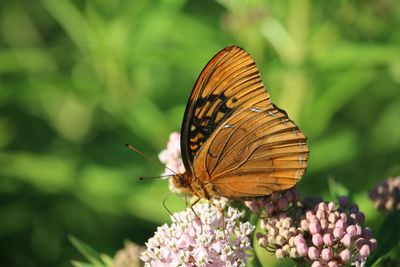 Male Diana Fritillary