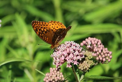 Great Spangled Fritillary