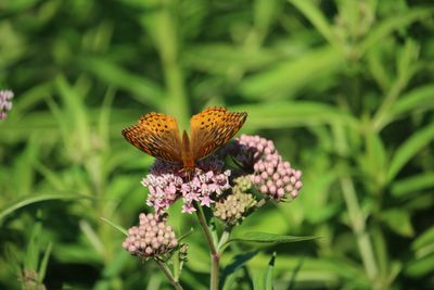 Great Spangled Fritillary