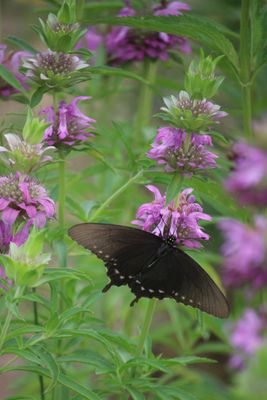 Female Pipevine Swallowtail