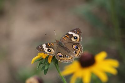 Common Buckeye