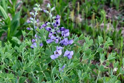 Oklahoma Native Wildflowers at Prairie Acres