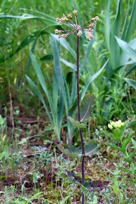 Milkweed Photos