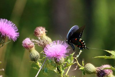 Prairie Acres Lepidoptera