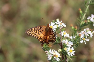 Prairie Acres Lepidoptera