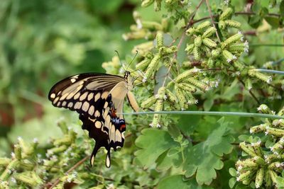 Prairie Acres Lepidoptera