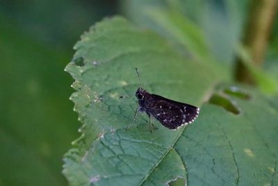 Prairie Acres Lepidoptera