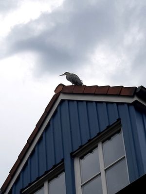 A very shy visitor