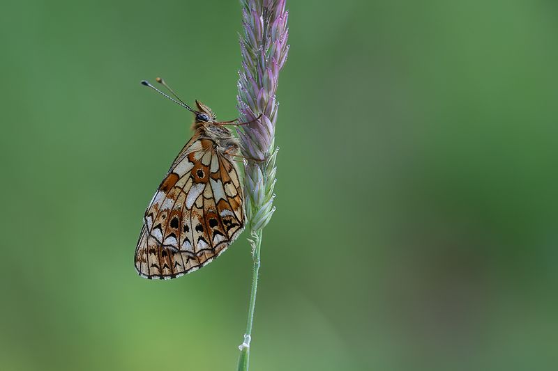 Zilveren maan / Boloria selene