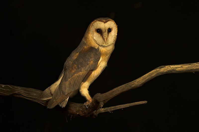 Kerkuil / Barn owl