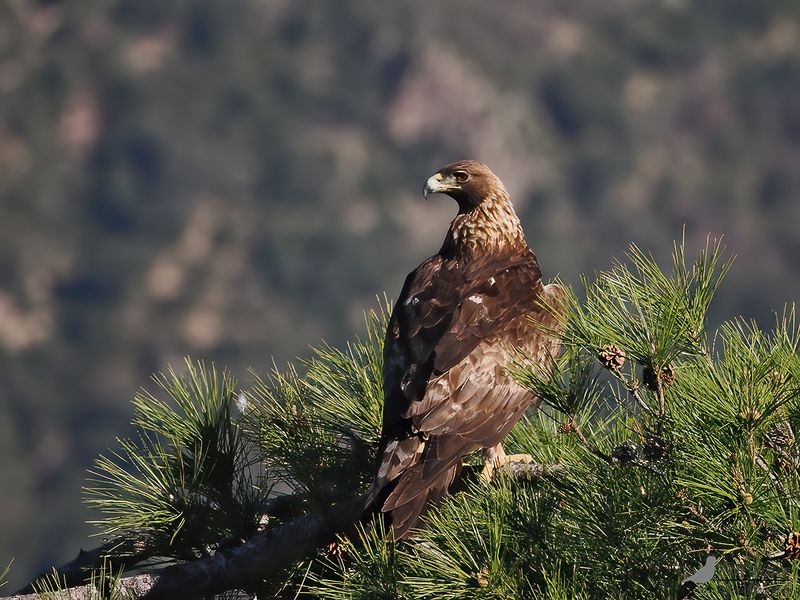 Steenarend / Golden eagle