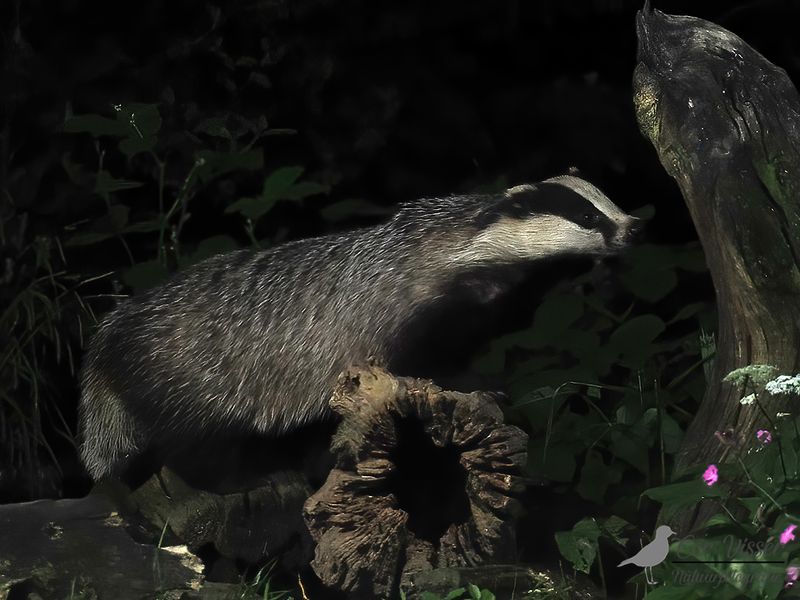 Das / Badger