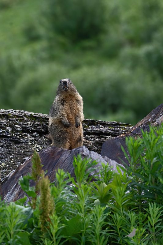 Alpenmarmot / Alpine marmot