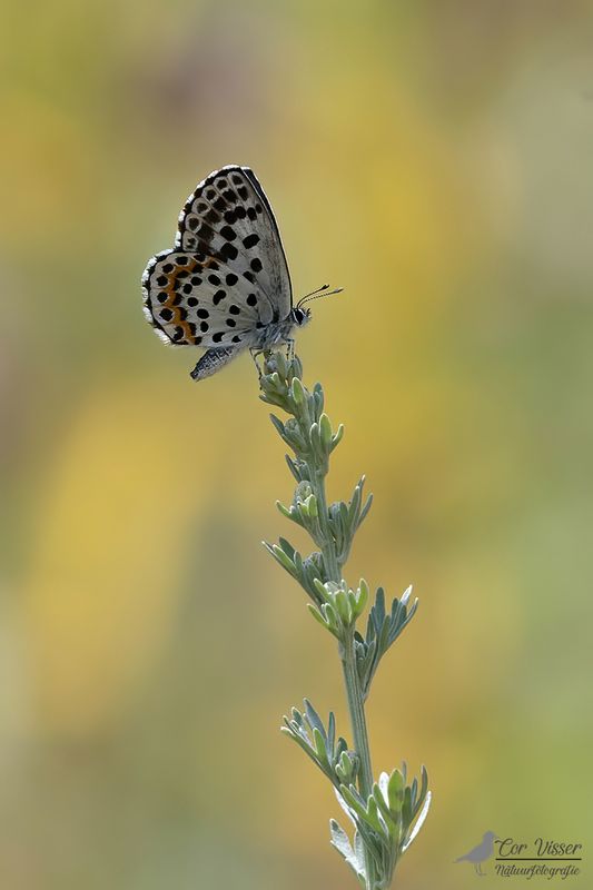 Vetkruidblauwtje / Scolitantides orion