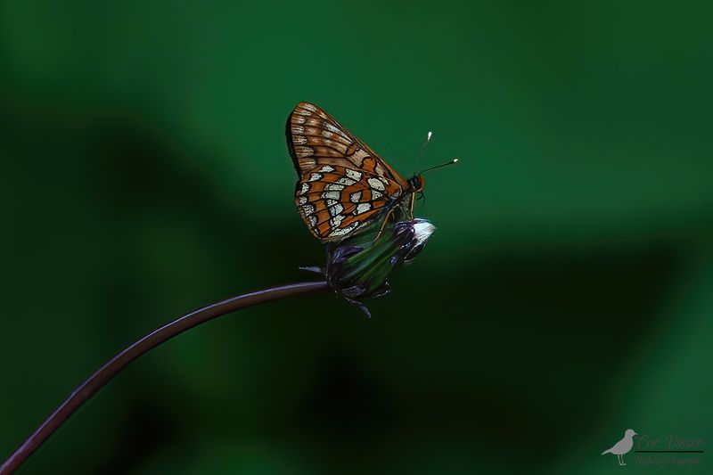 Oranjebonte parelmoervlinder / Euphydryas intermedia