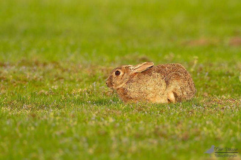 Haas / European hare