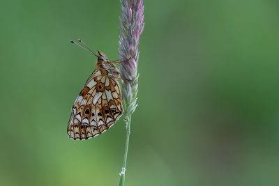 Zilveren maan / Boloria selene