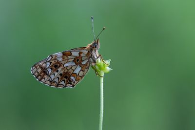 Zilveren maan / Boloria selene
