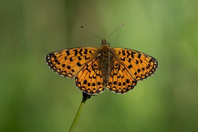 Zilveren maan / Boloria selene