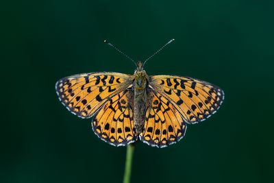 Zilveren maan / Boloria selene