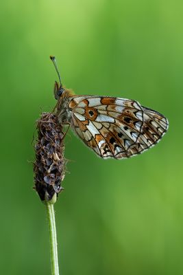 Zilveren maan / Boloria selene