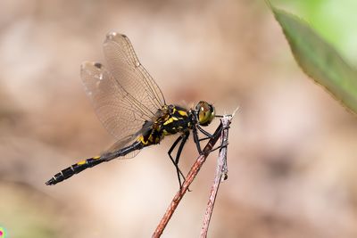 Noordse witsnuitlibel / Leucorrhinia rubicunda