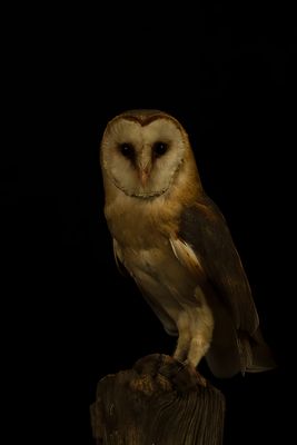 Kerkuil / Barn owl