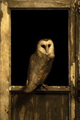 Kerkuil / Barn owl