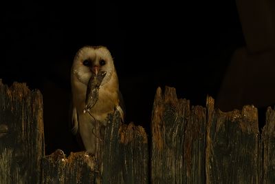 Kerkuil / Barn owl