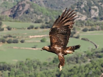 Steenarend / Golden eagle