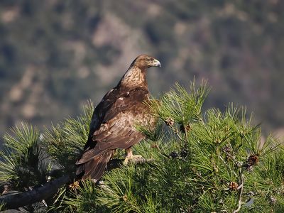 Steenarend / Golden eagle