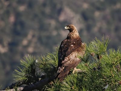 Steenarend / Golden eagle