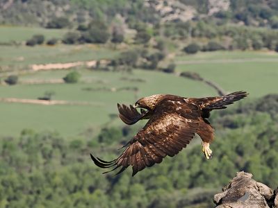 Steenarend / Golden eagle